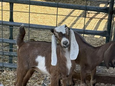 Bucklings