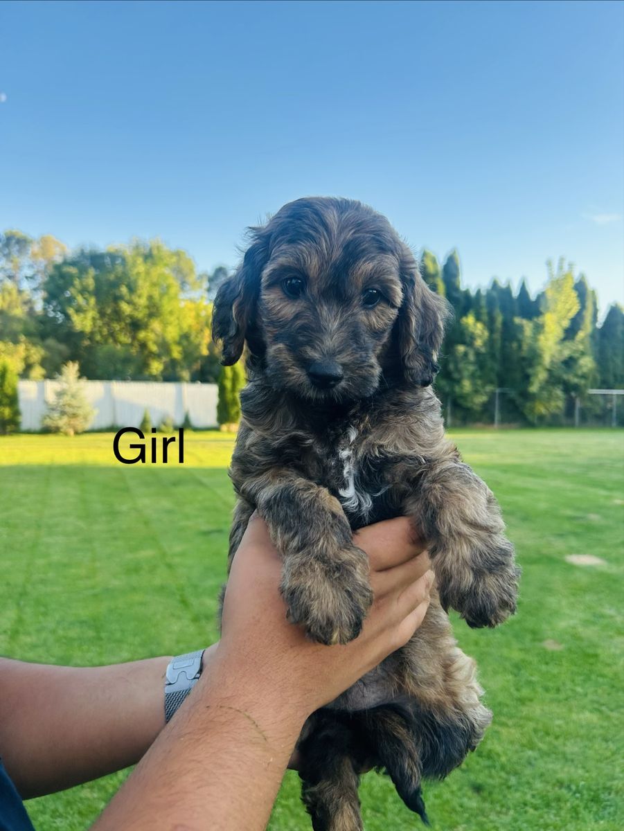 Mini Goldendoodle