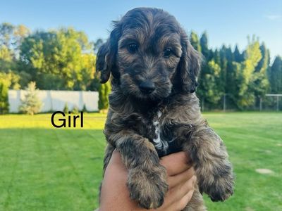 Mini Goldendoodle