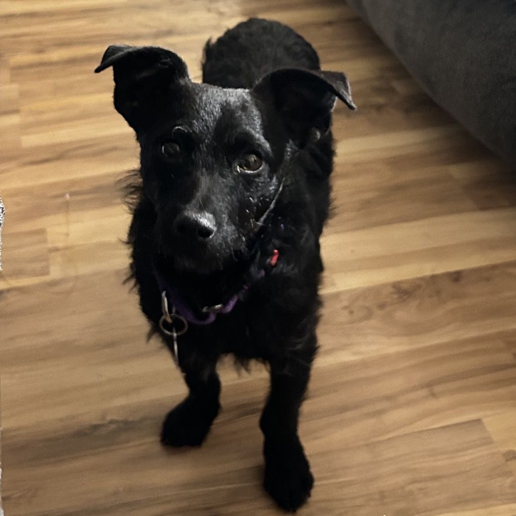 Hello my name is Hooch