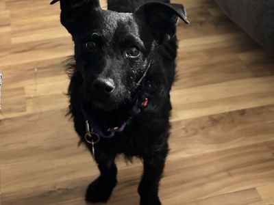 Hello my name is Hooch