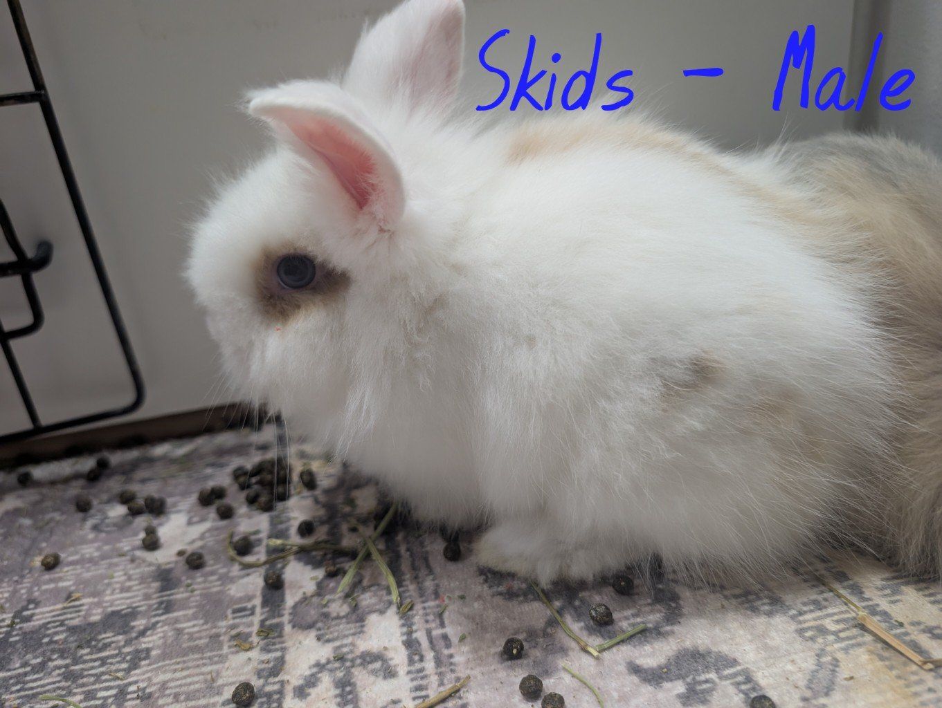 Adorable Male Bunnies - Frank, Skids, Tank, Cheese - Ready for New Homes