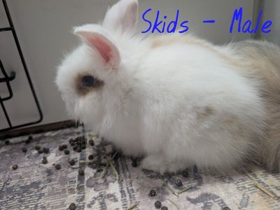 Adorable Male Bunnies - Frank, Skids, Tank, Cheese - Ready for New Homes
