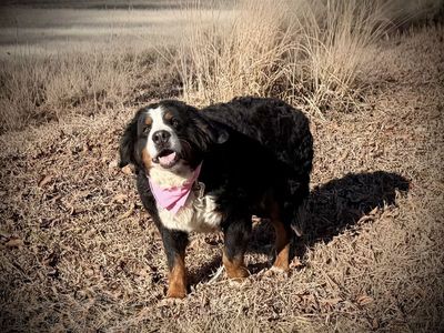 Bernese Mountain Dog Female