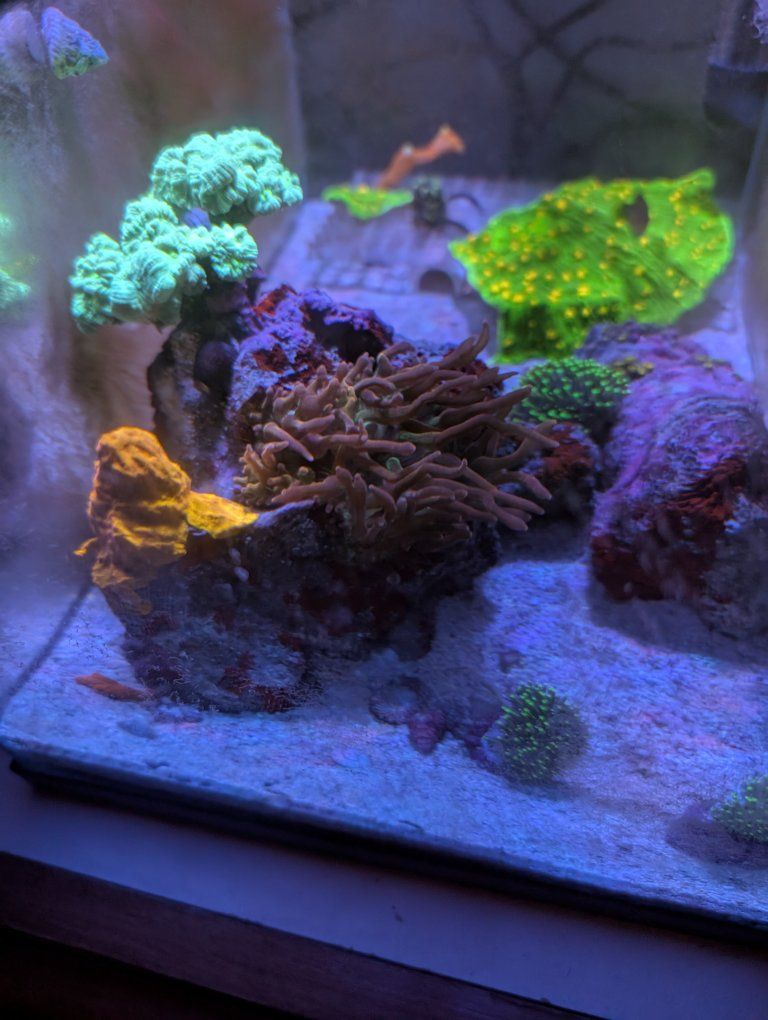 Jolly rancher bubble tip anemone