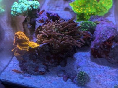 Jolly rancher bubble tip anemone