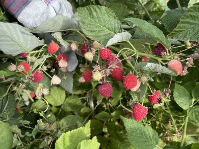 Thornless Rasberry starts. $8 Per Start.