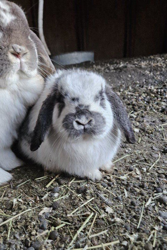 Young Mini Lop For Sale