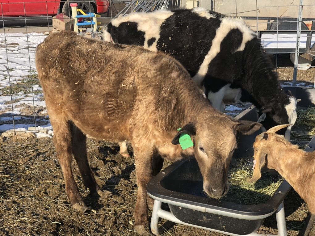Heffers - Holstein And Char Cross