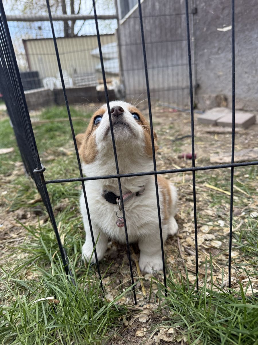 Corgi x Puppies