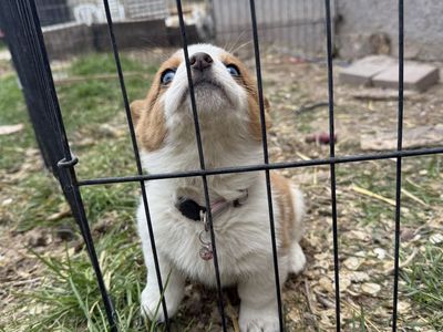 Corgi x Puppies