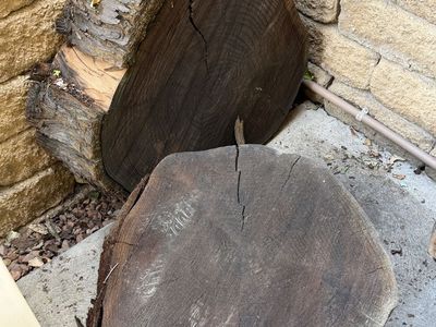 Hardwood tree trunk cookies, natural edge round slabs