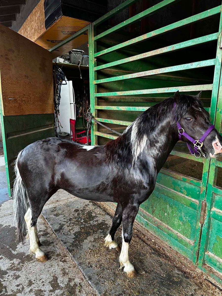 Mini Pony