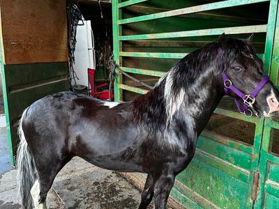 Mini Pony