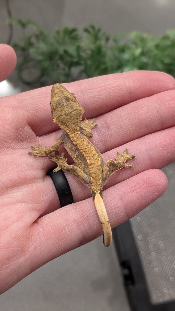 Tiger Morph Crested Gecko Baby