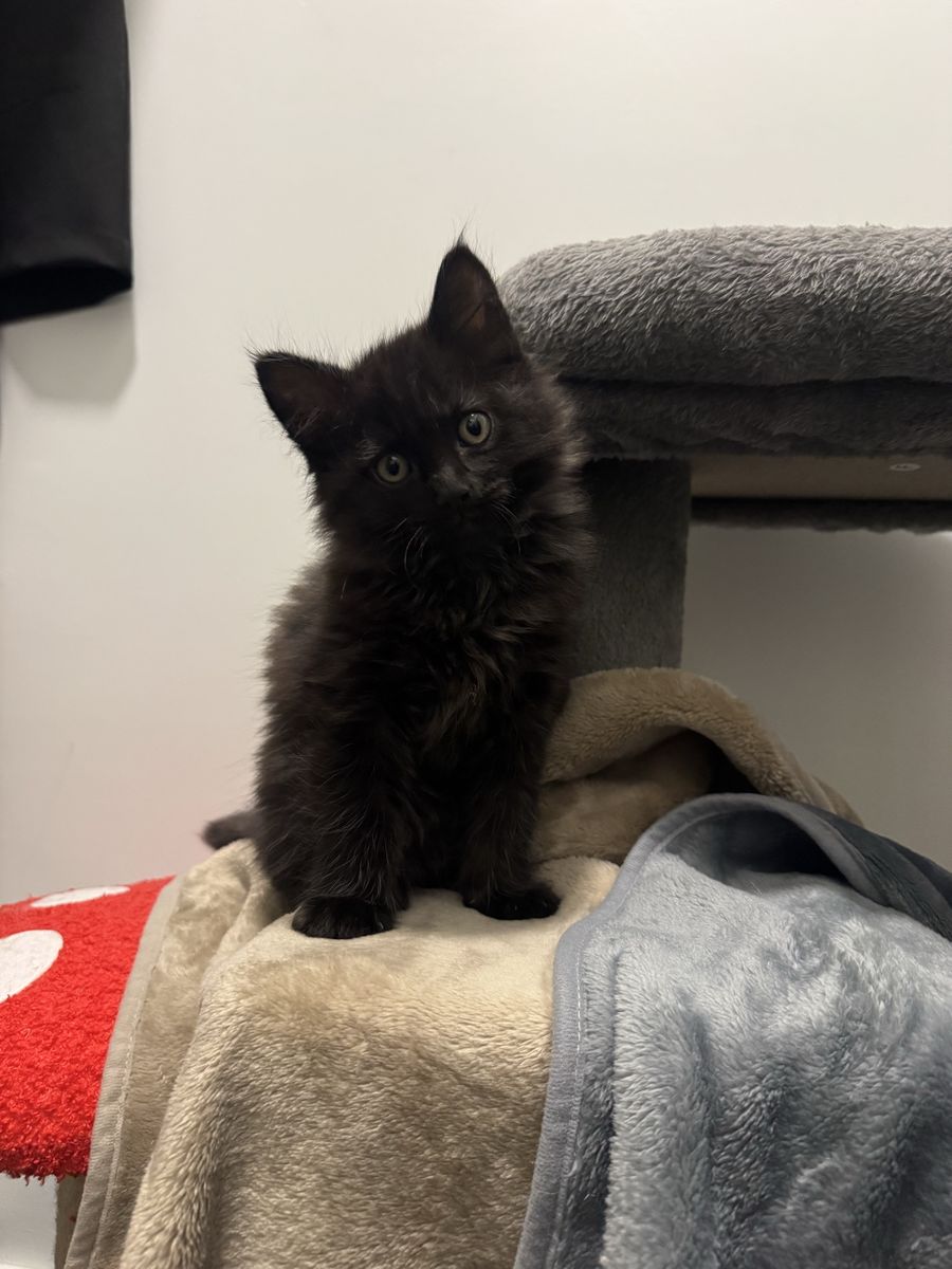 Male Ragdoll Mixed Kitten - One left!