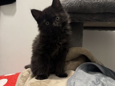 Male Ragdoll Mixed Kitten - One left!