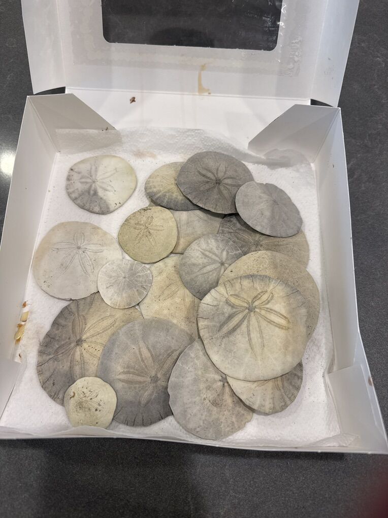 Sand Dollars