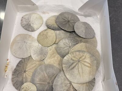 Sand Dollars