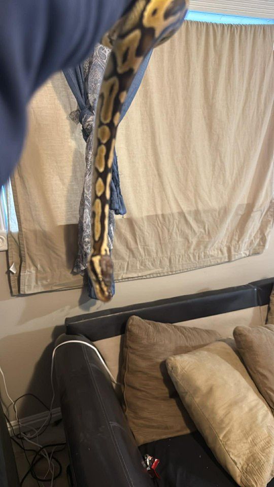 juvenile male pastel vanilla ball python (2023)