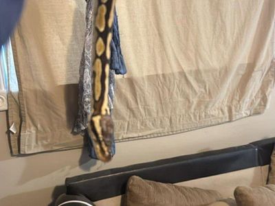 juvenile male pastel vanilla ball python (2023)