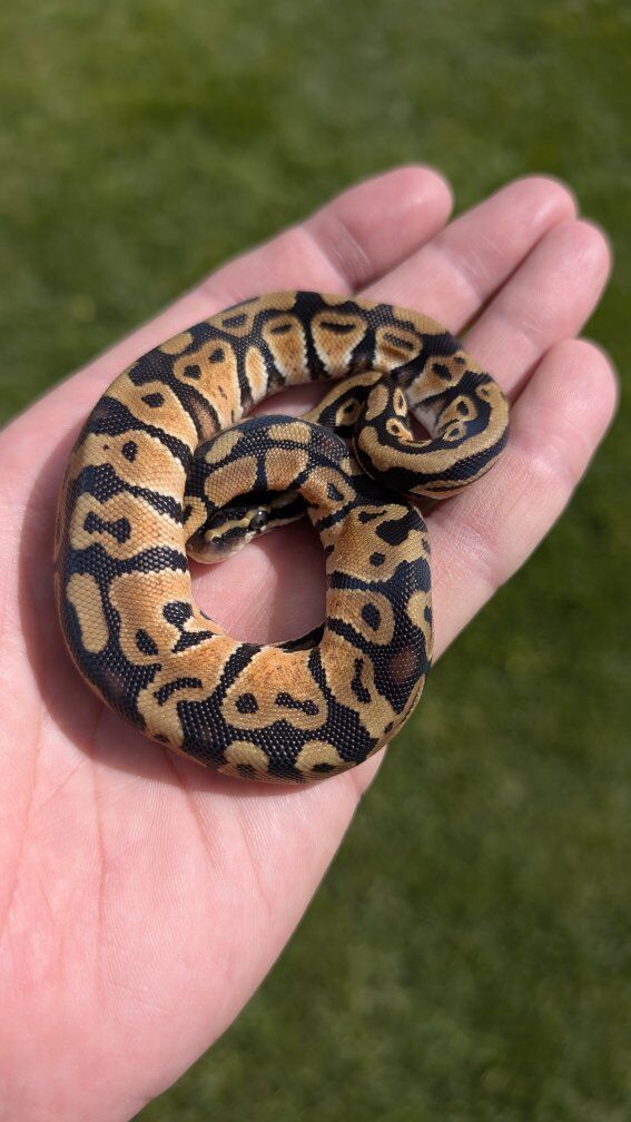 Pastel Ball Python