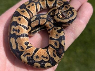 Pastel Ball Python