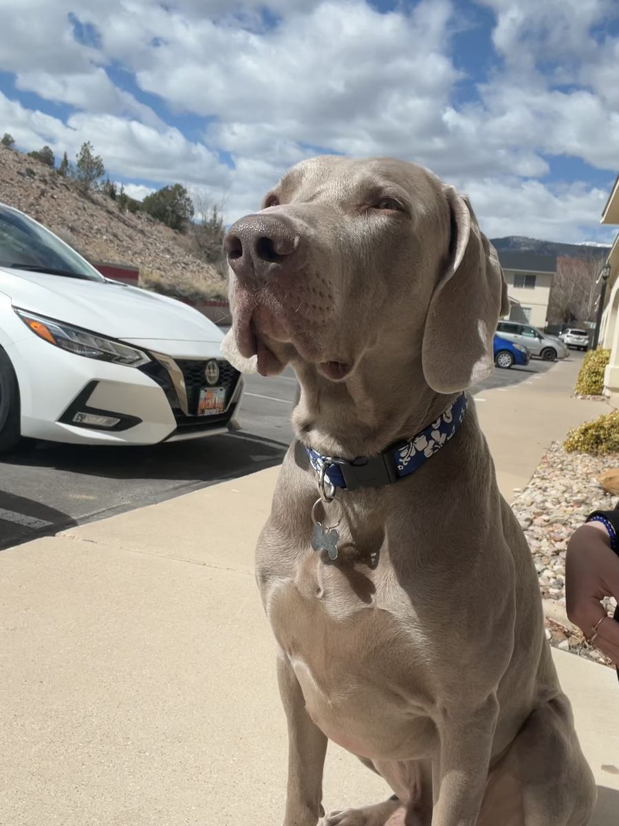 6 year old Weimaraner