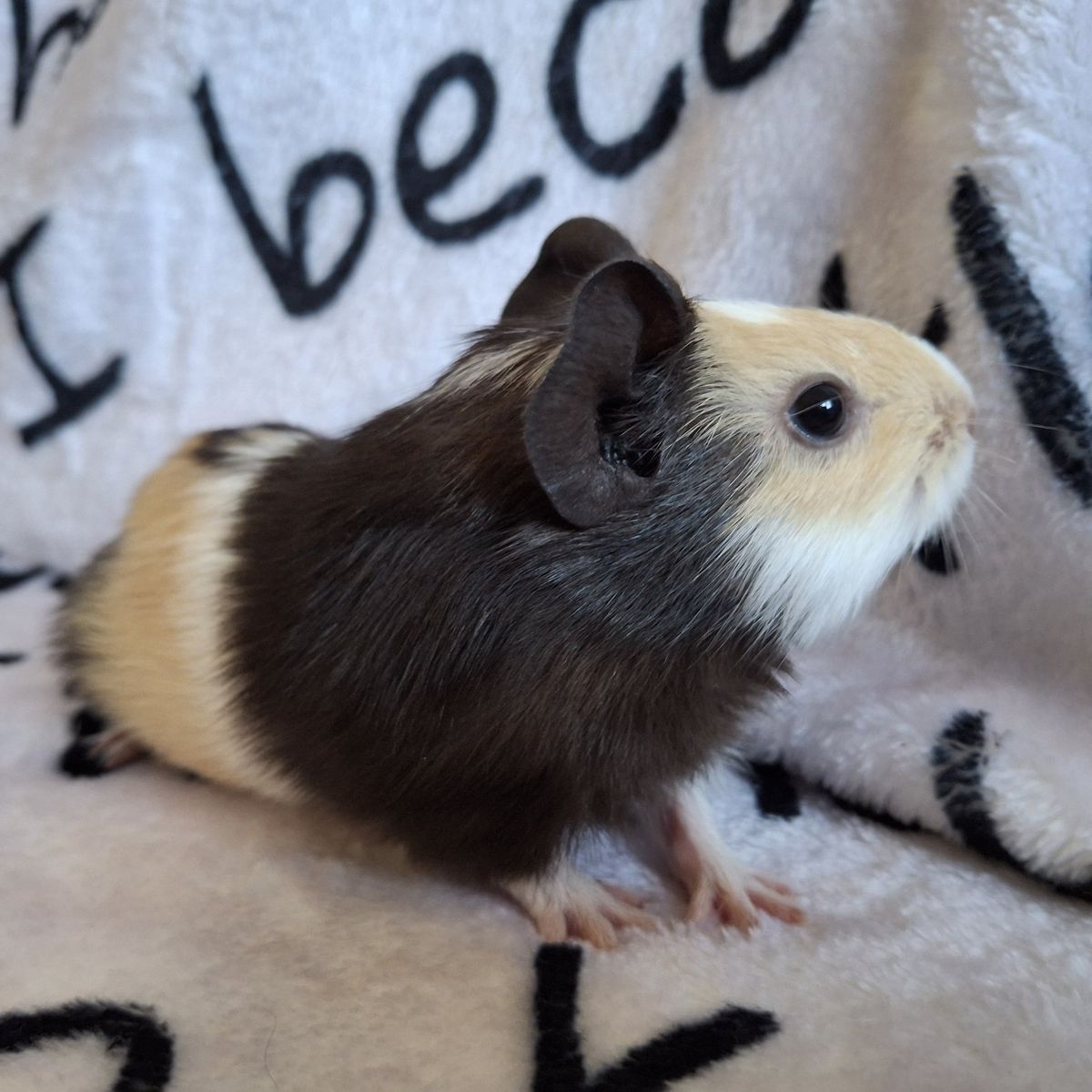 Baby GuineaPig: Jax