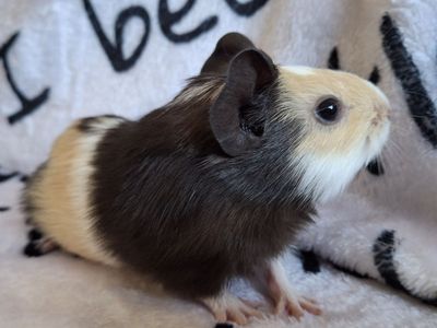 Baby GuineaPig: Jax