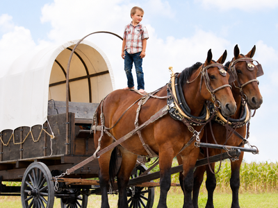 Ginger & Thyme – Family Safe Percheron Belgian Cross Draft Horse Team For Sale