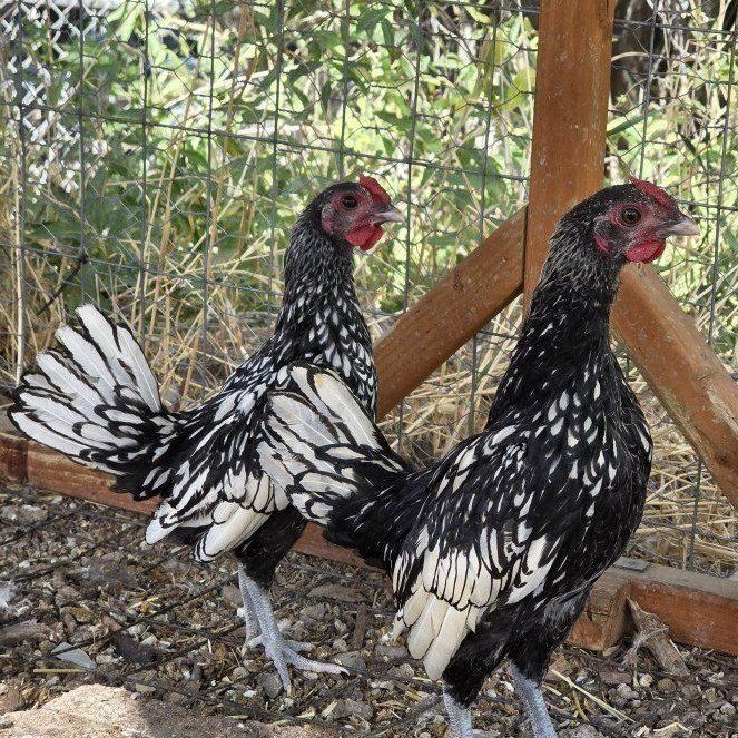 Young Serama Roosters (FREE)