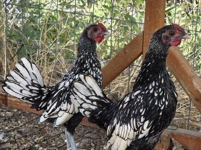 Young Serama Roosters (FREE)