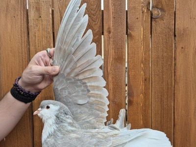 Lahore Pigeons