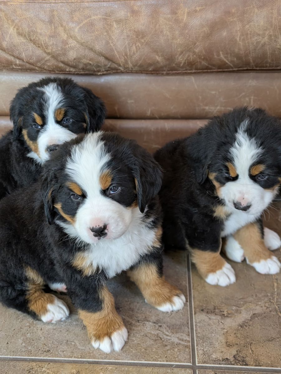 AKC Bernese Mountain Dog Puppies