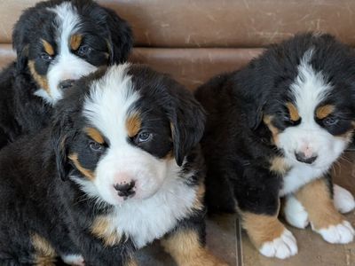 AKC Bernese Mountain Dog Puppies