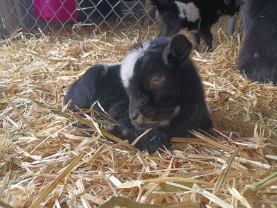 ADGA Nigerian Dwarf Buckling