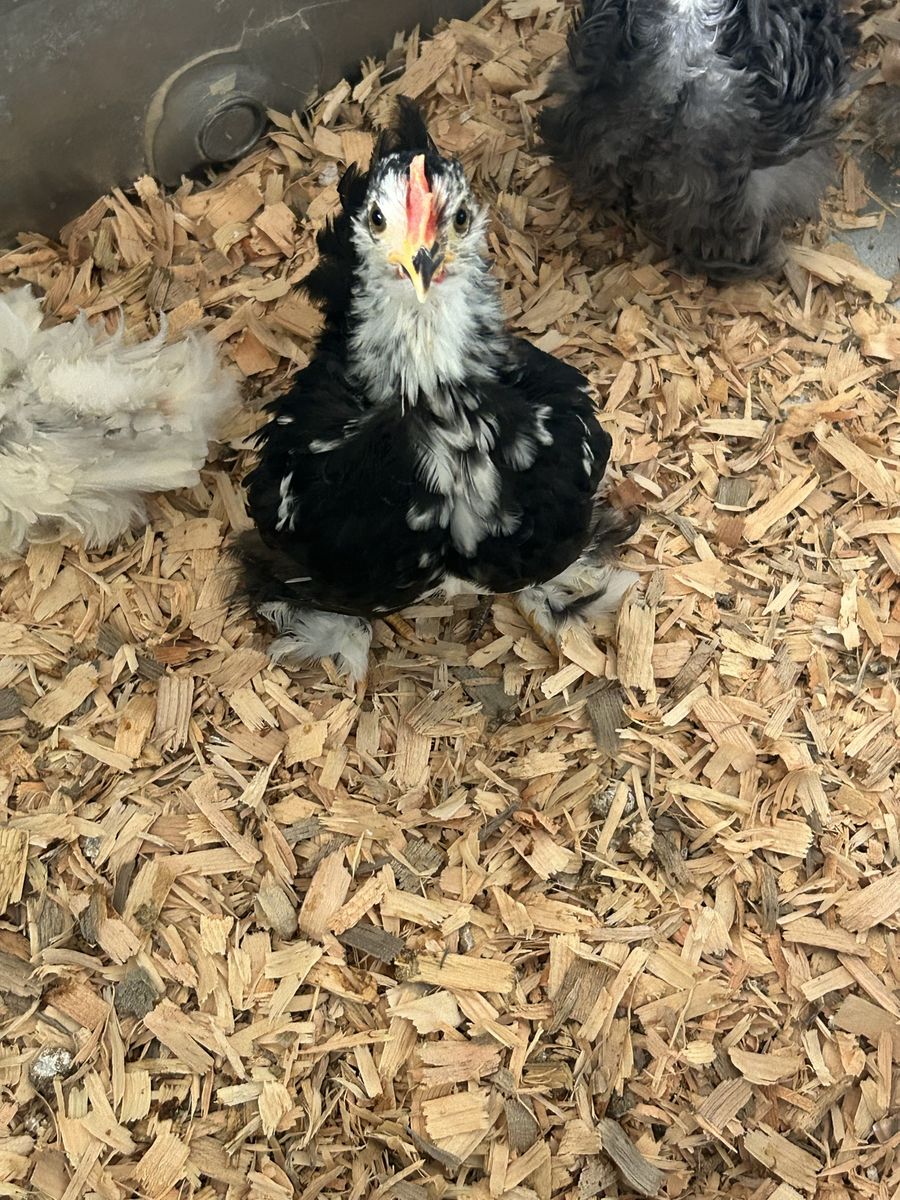 Bantam Cochin Rooster