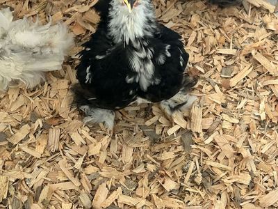 Bantam Cochin Rooster