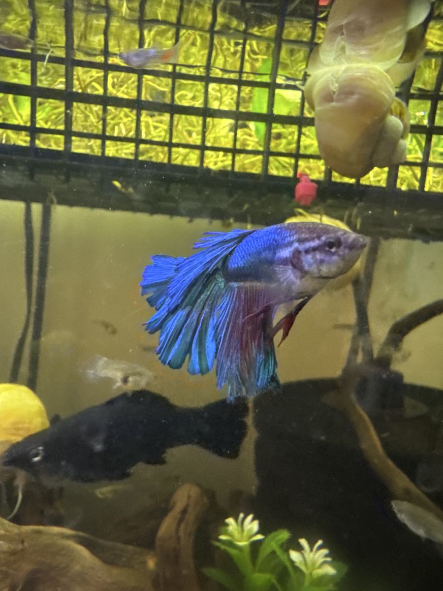 Male betta 