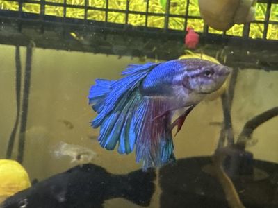 Male betta