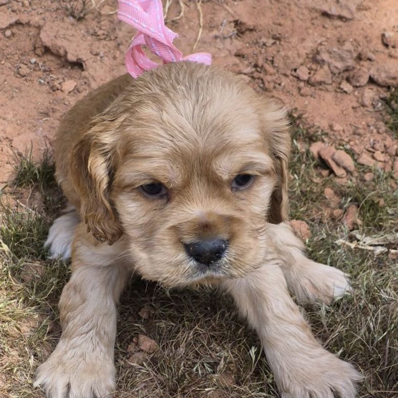 American Cocker Spaniel Puppies