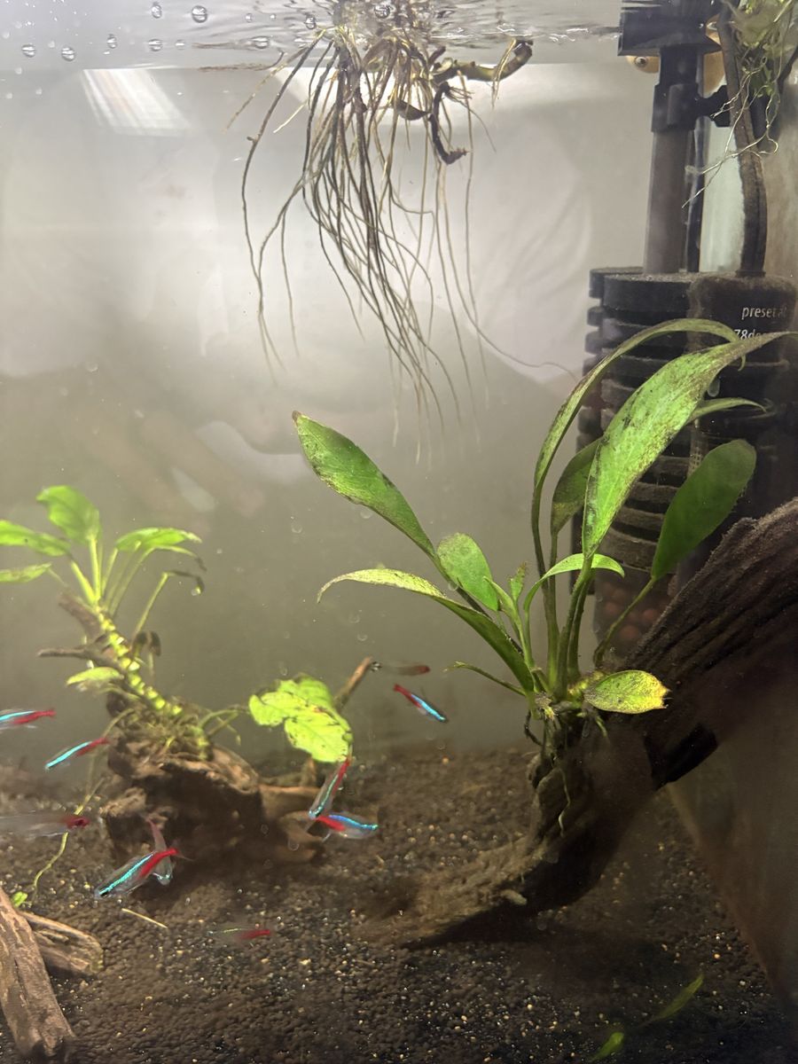 Rehoming fish / Plants Tetras - Anubias