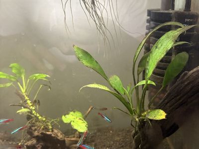 Rehoming fish / Plants Tetras - Anubias