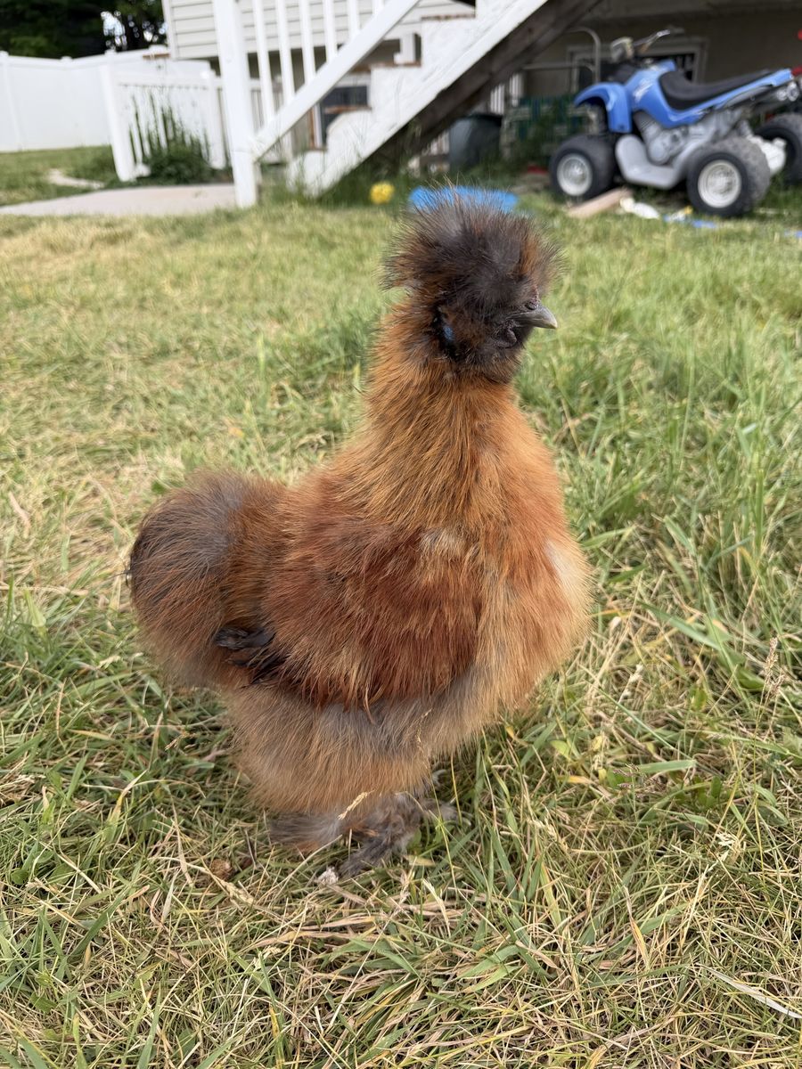 Silkie Rooster