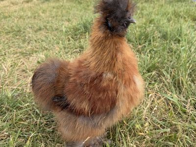 Silkie Rooster
