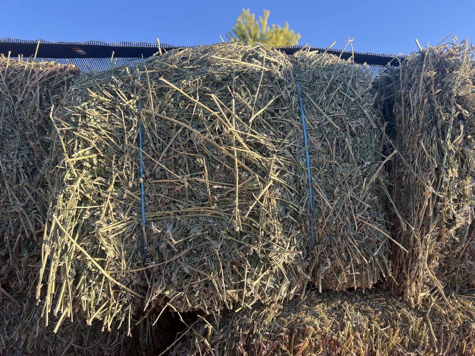 Alfalfa bales