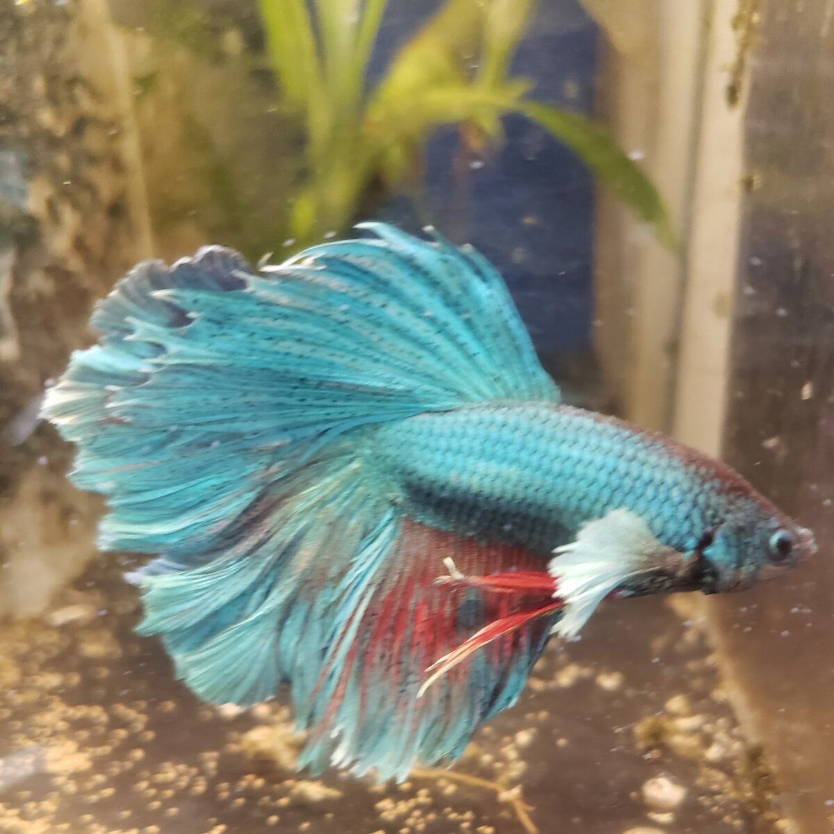 Import elephant ears Betta