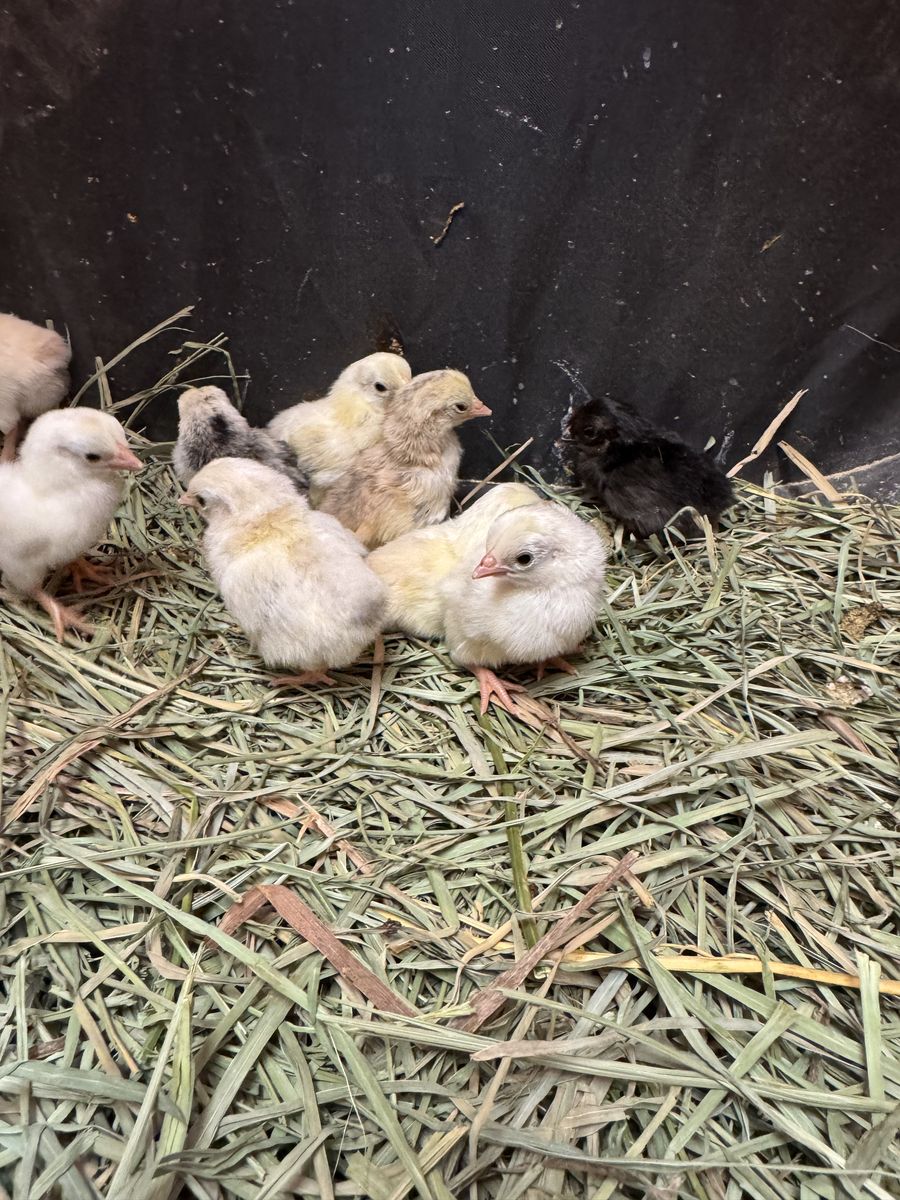 Old English Game Bantam Chicks