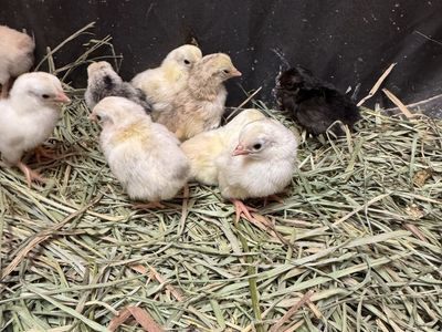 Old English Game Bantam Chicks